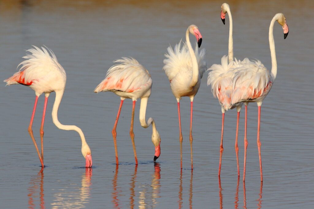 jawai master safari18