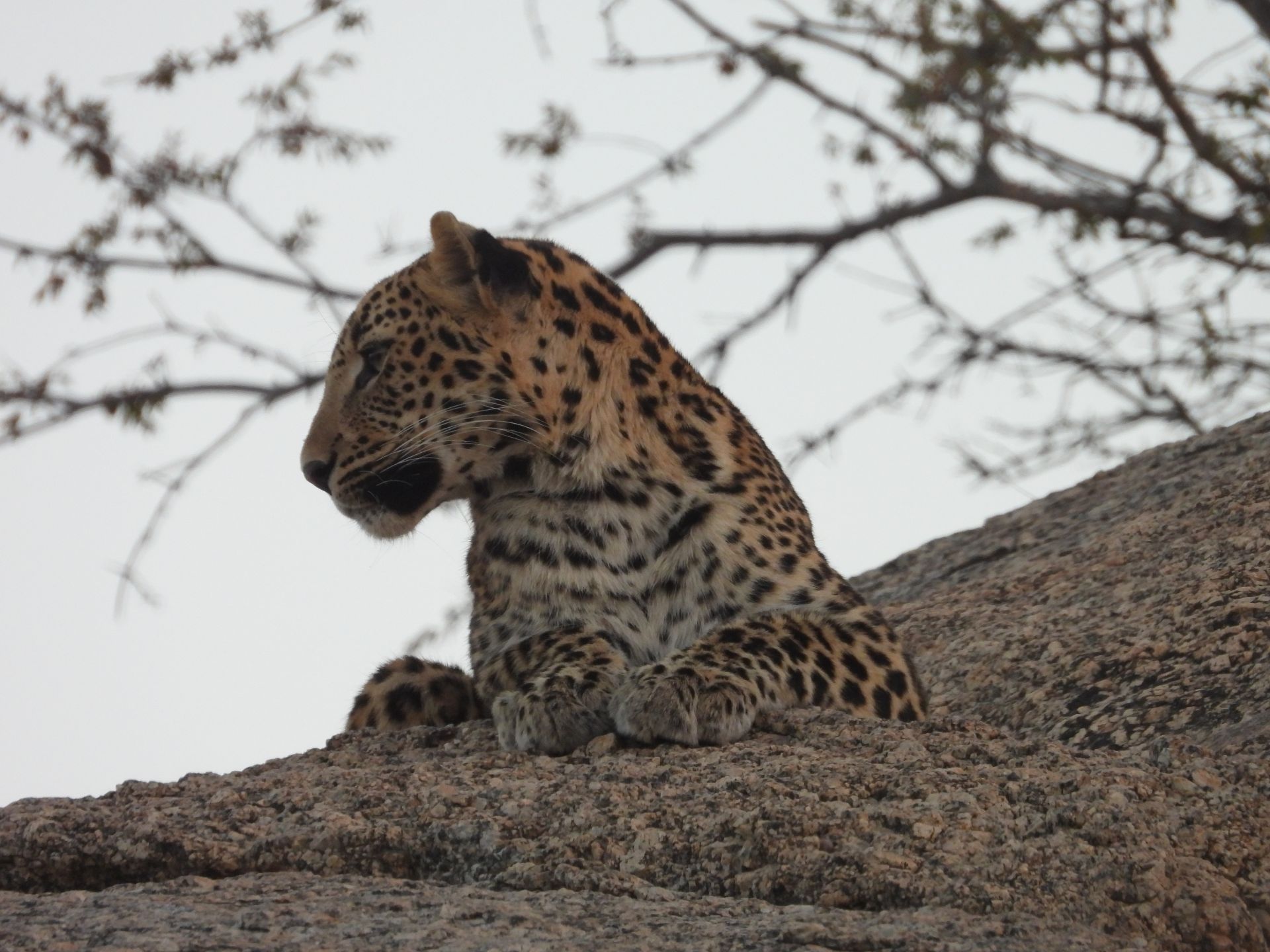 Safaris jawai master safari21