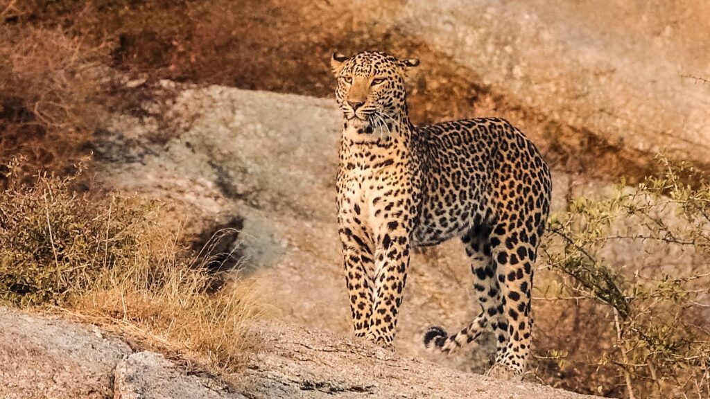 jawai master safari24