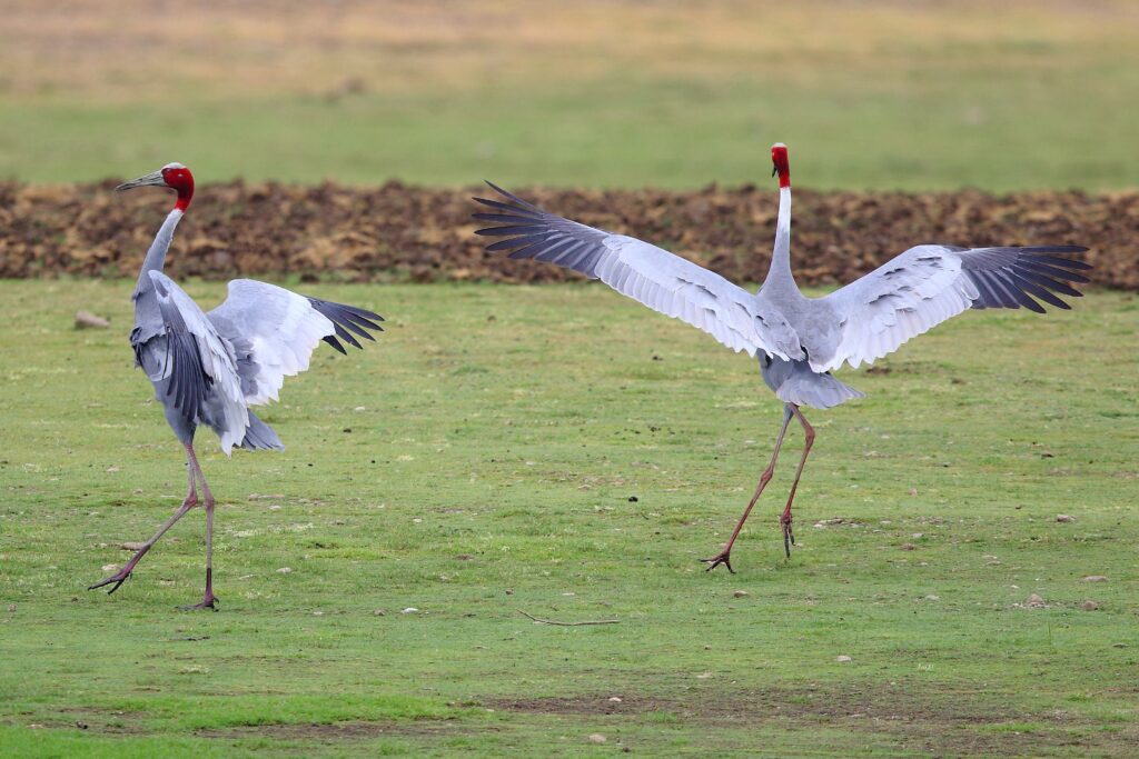 jawai master safari25