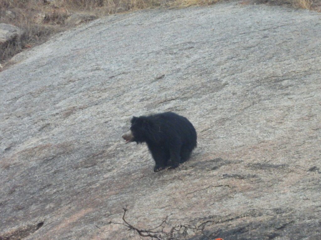 jawai master safari26