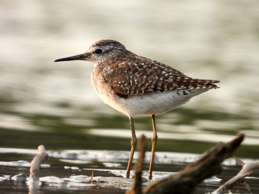 jawai master safari27