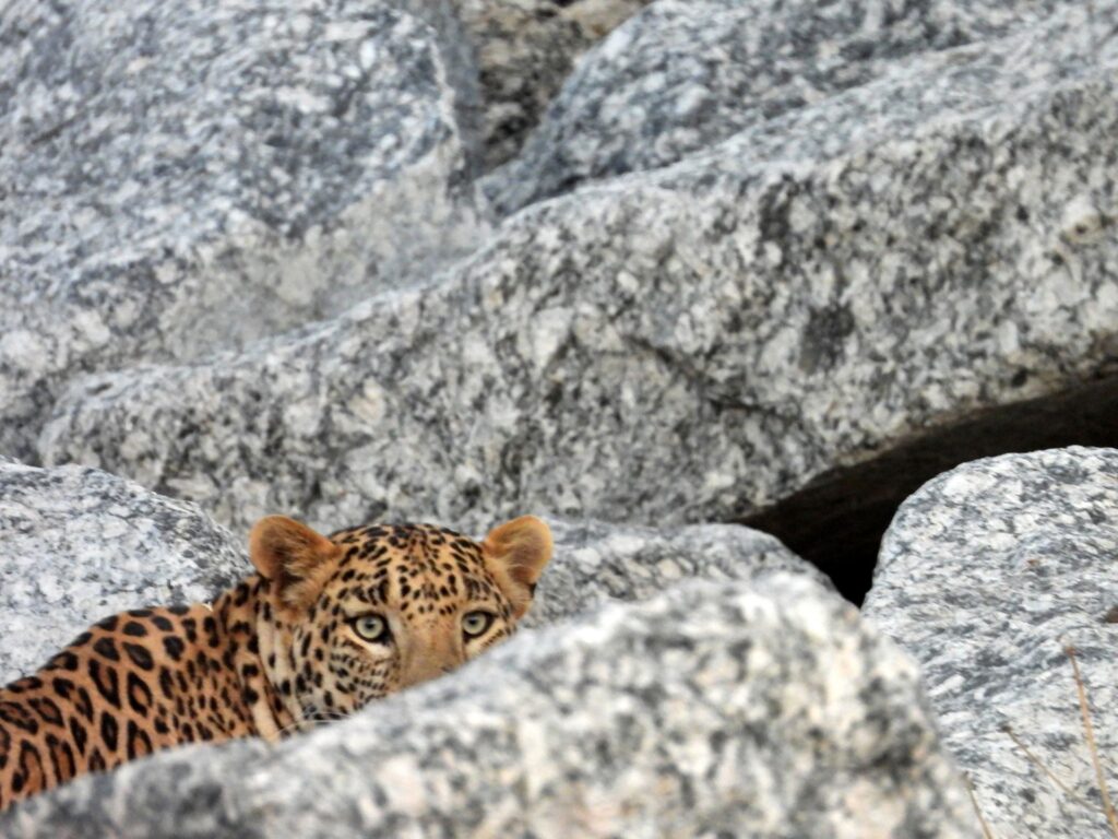 jawai master safari29