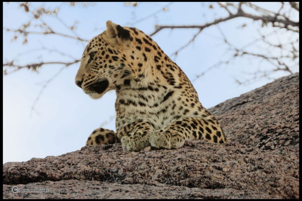 jawai master safari31