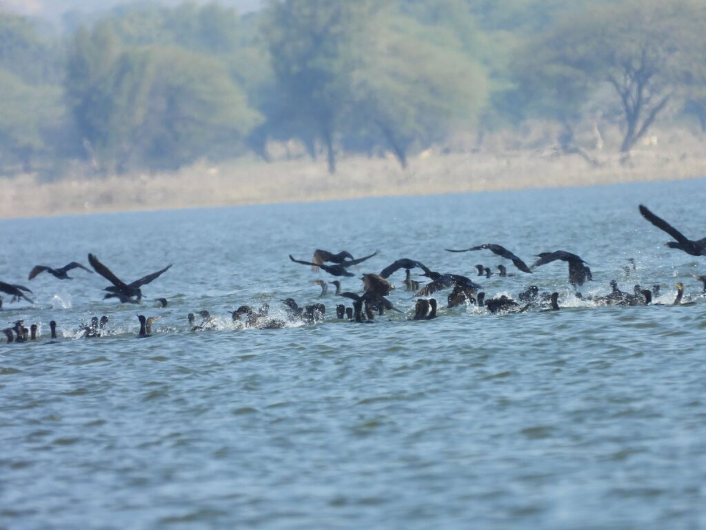 jawai master safari32
