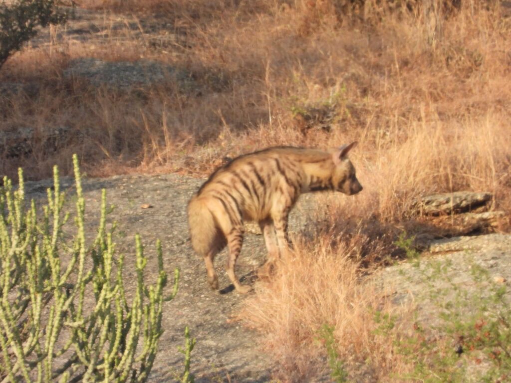 jawai master safari33