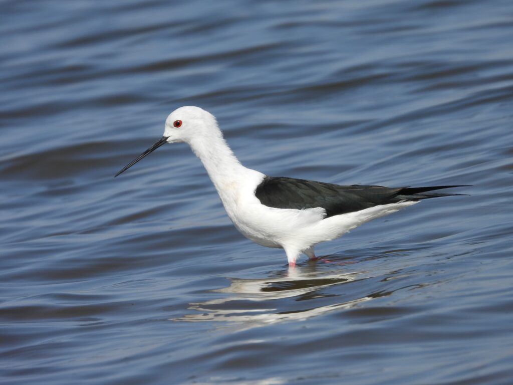 jawai master safari34