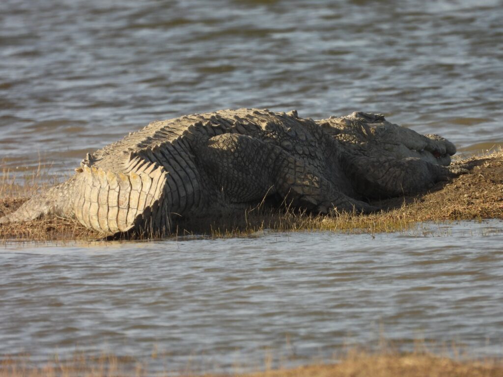 jawai master safari35