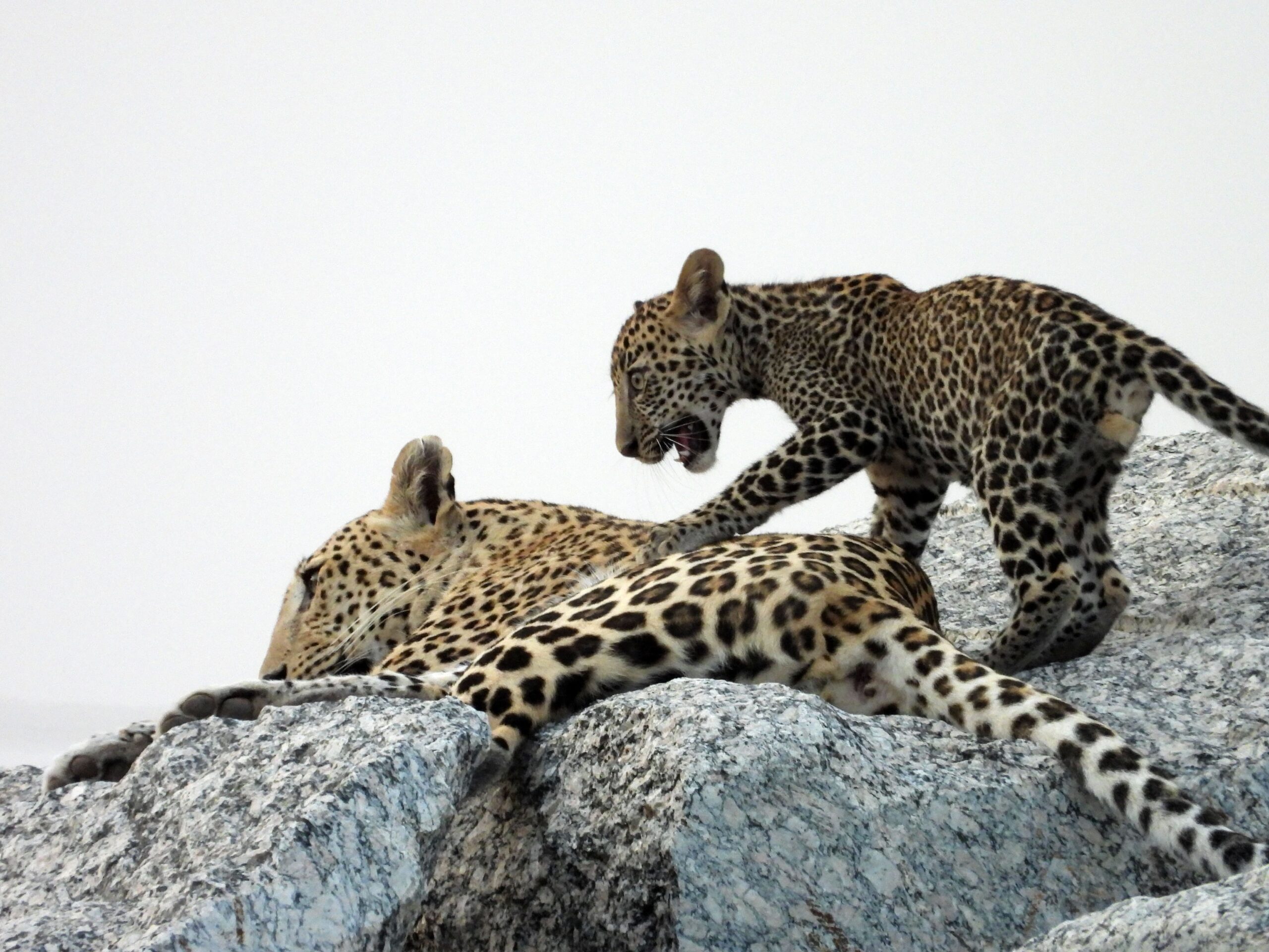 Safaris jawai master safari36