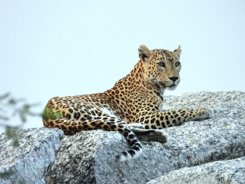 jawai master safari37