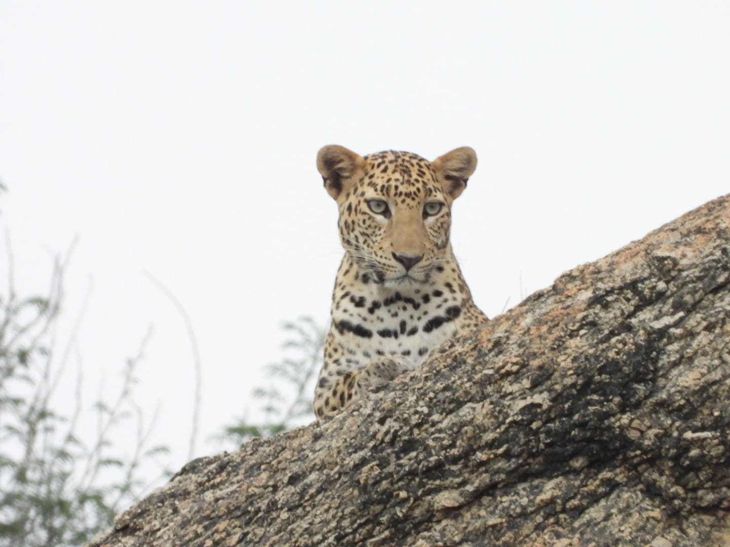 Safaris jawai master safari38