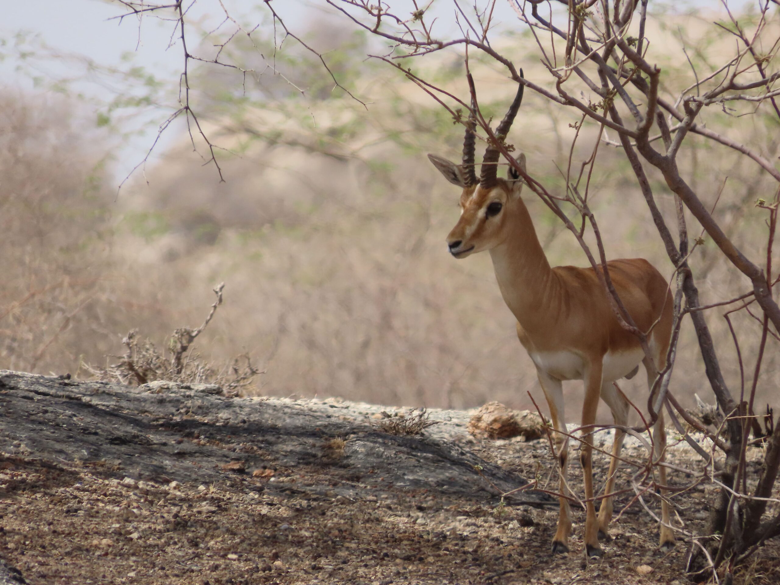 jawai master safari39