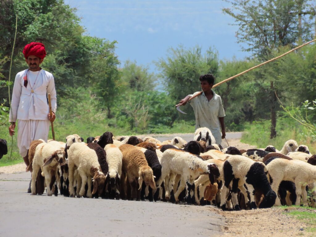 jawai master safari40