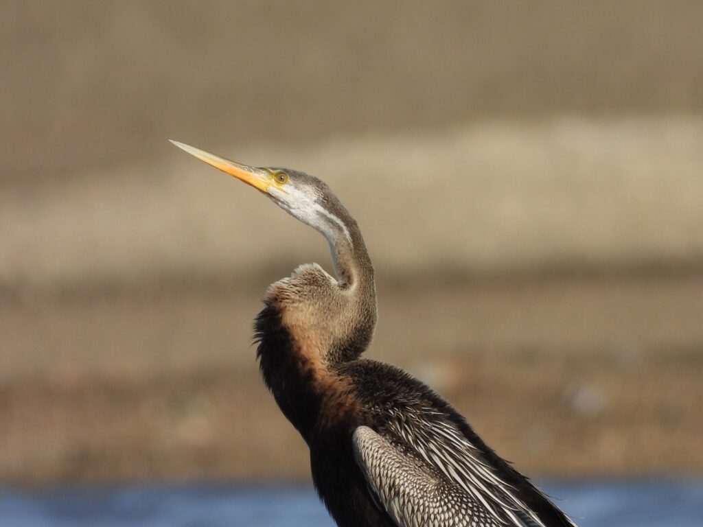 jawai master safari42