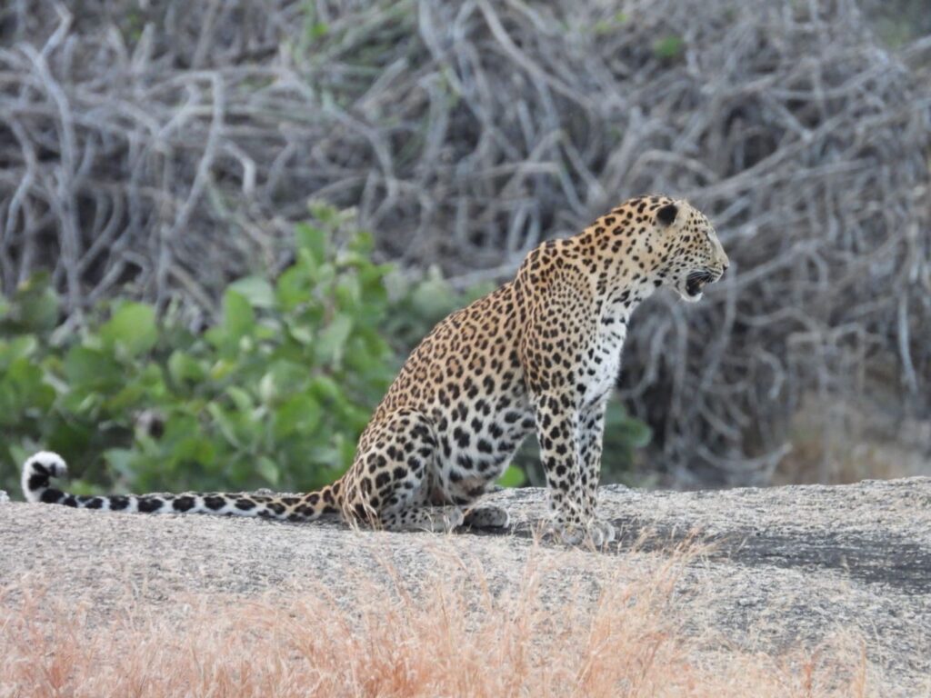 jawai master safari45