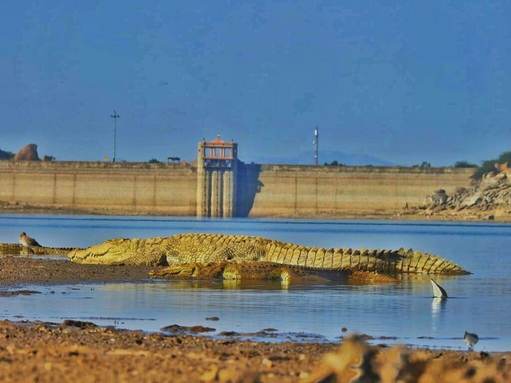 jawai master safari47
