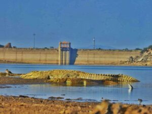 About us jawai master safari47