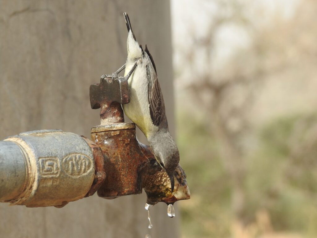 jawai master safari48
