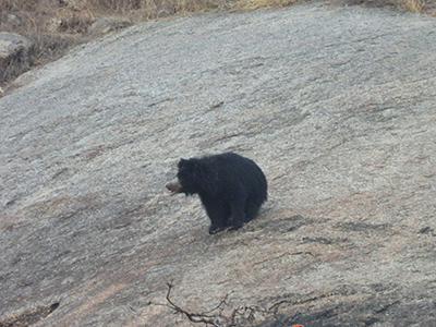 sloth bear.jpg
